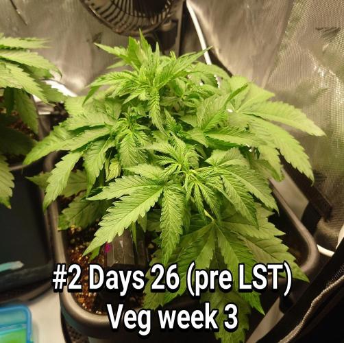 Grown in NarNia 2. Week 3