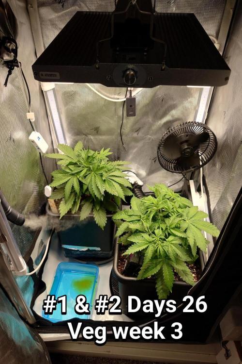 Grown in NarNia 2. Week 3