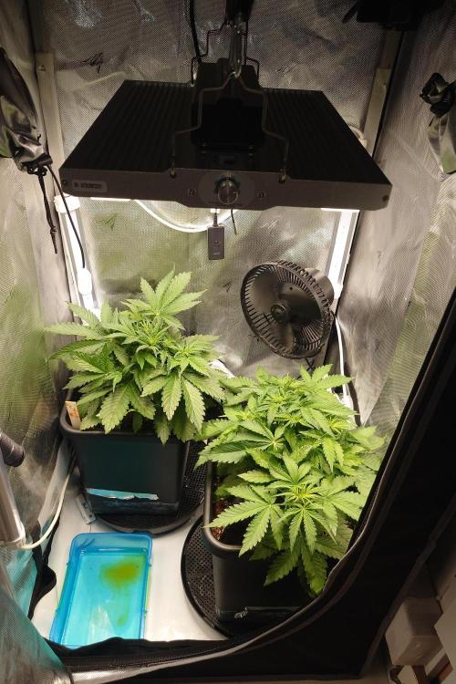 Grown in NarNia 2. Week 4 - Flower week 1
(Days 29-35)