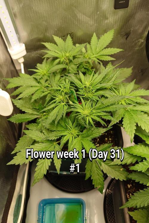 Grown in NarNia 2. Week 4