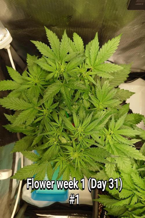 Grown in NarNia 2. Week 4