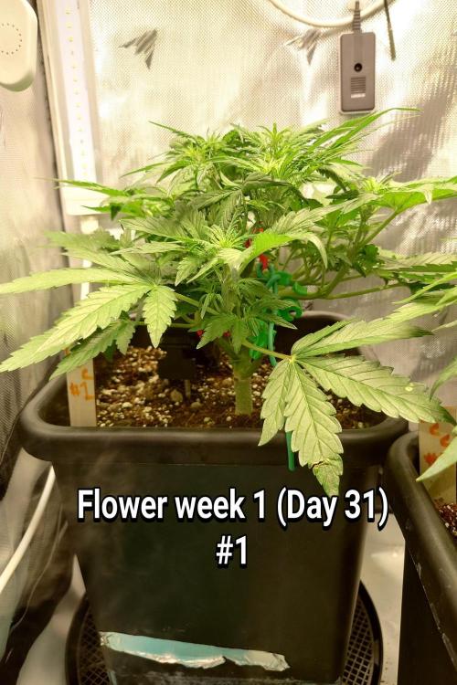 Grown in NarNia 2. Week 4