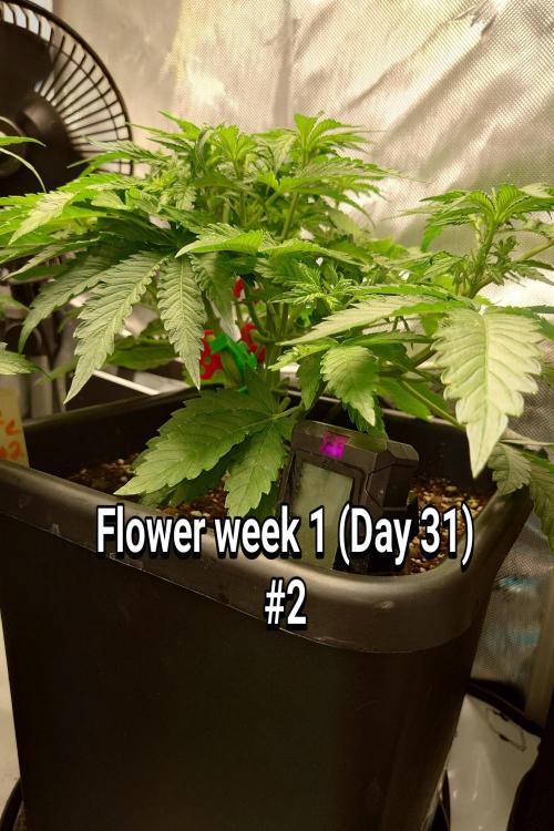 Grown in NarNia 2. Week 4