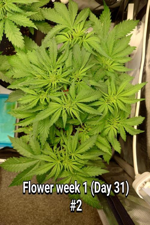 Grown in NarNia 2. Week 4