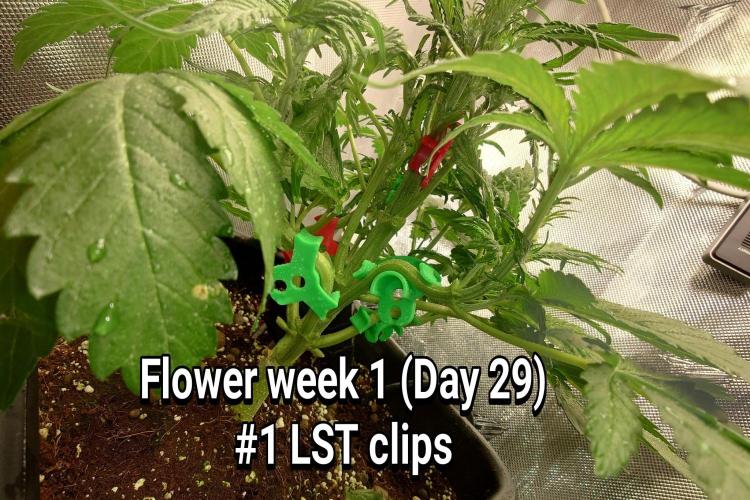 Grown in NarNia 2. Week 4