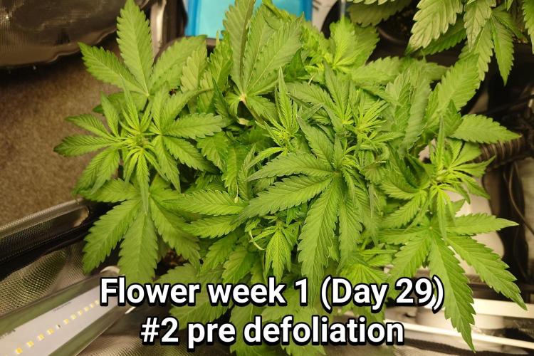 Grown in NarNia 2. Week 4