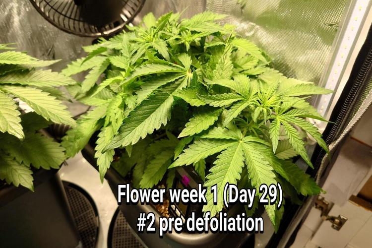 Grown in NarNia 2. Week 4