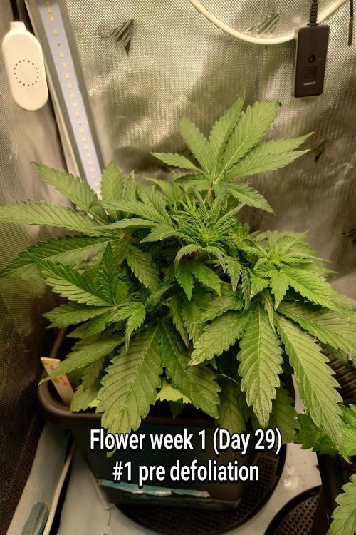 Grown in NarNia 2. Week 4