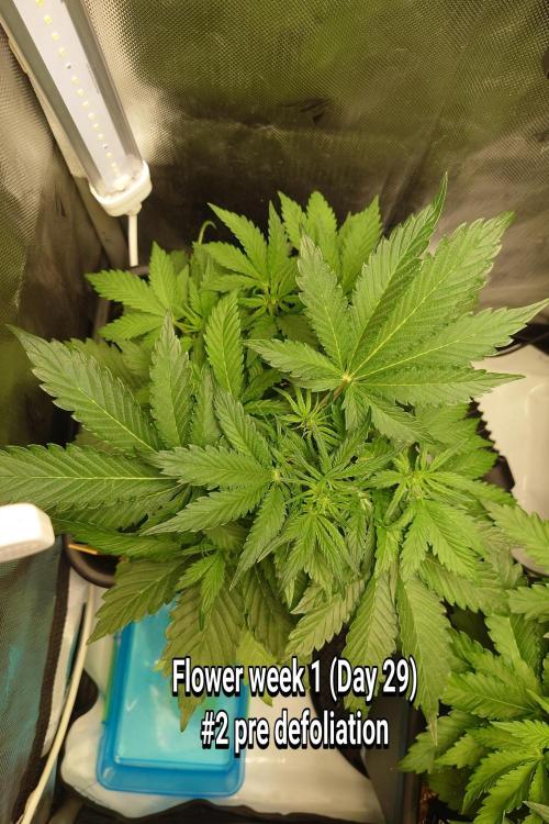 Grown in NarNia 2. Week 4