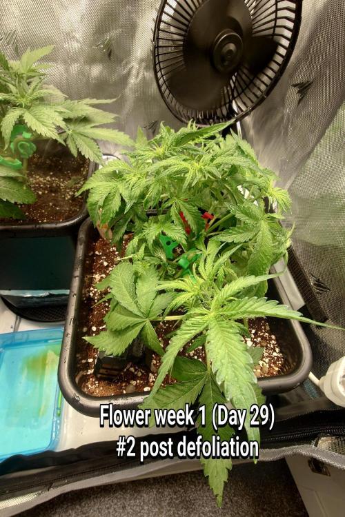 Grown in NarNia 2. Week 4