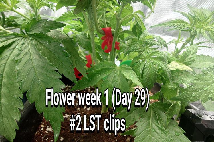 Grown in NarNia 2. Week 4