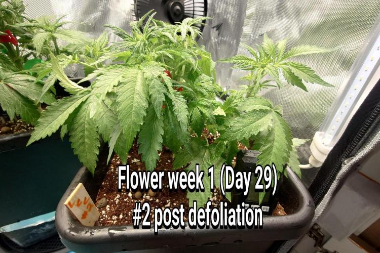 Grown in NarNia 2. Week 4