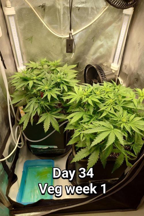 Grown in NarNia 2. Week 4