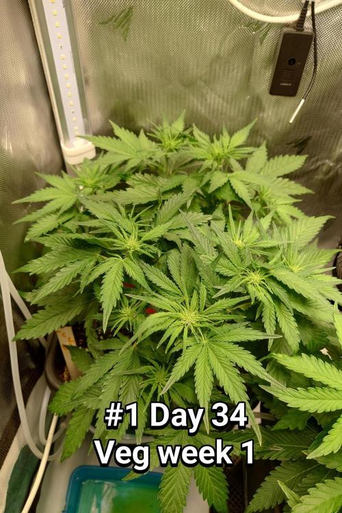 Grown in NarNia 2. Week 4