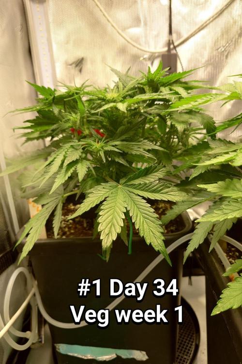 Grown in NarNia 2. Week 4