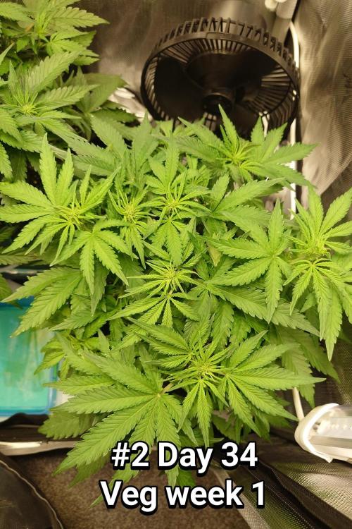 Grown in NarNia 2. Week 4