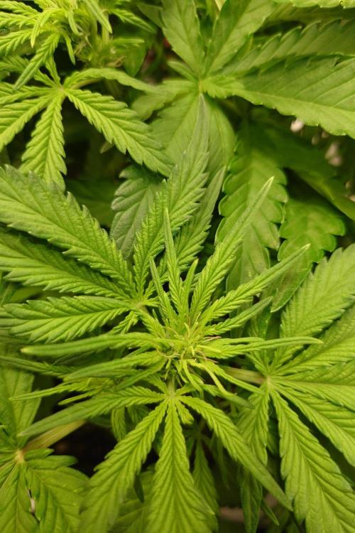 Grown in NarNia 2. Week 4