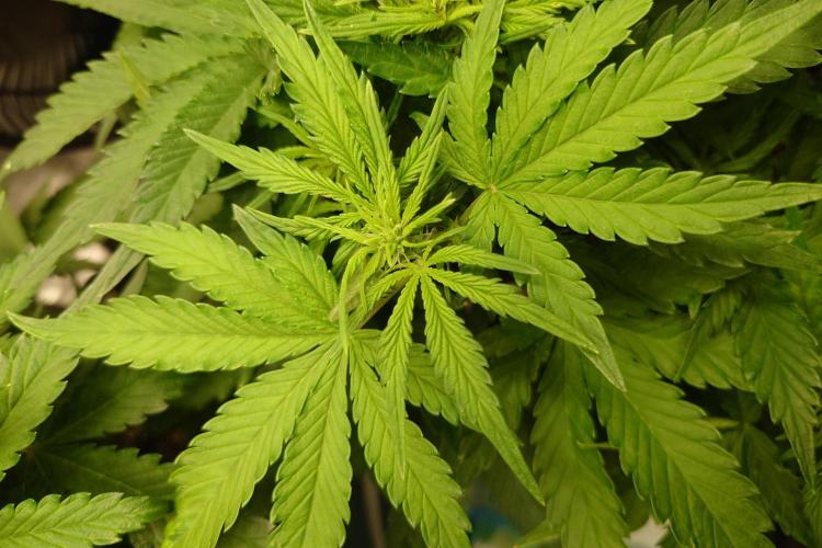 Grown in NarNia 2. Week 4