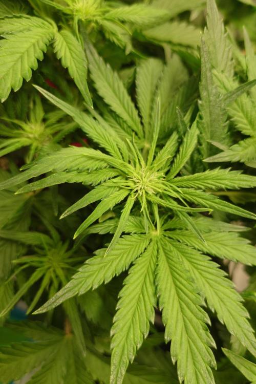 Grown in NarNia 2. Week 4