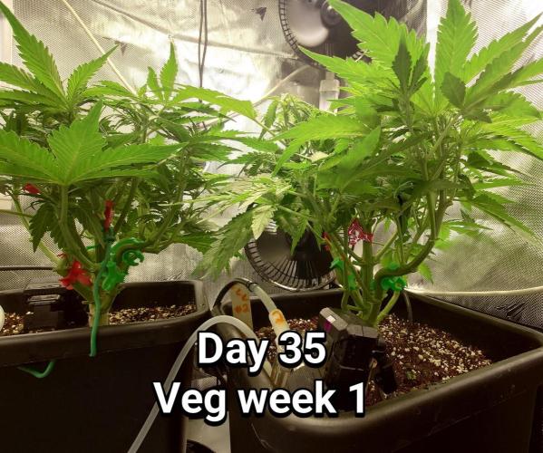Grown in NarNia 2. Week 4