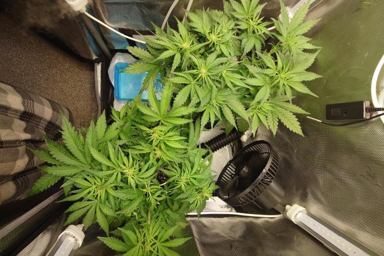 Grown in NarNia 2. Week 4