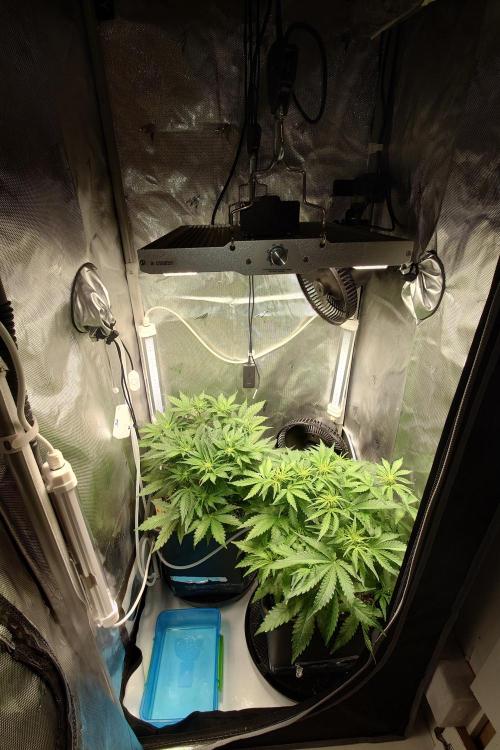 Grown in NarNia 2. Week 4 - Day 35 Veg week 1
Days 29-35
Pre defoliation and LST 