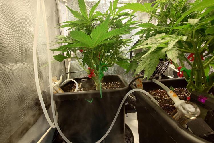 Grown in NarNia 2. Week 4