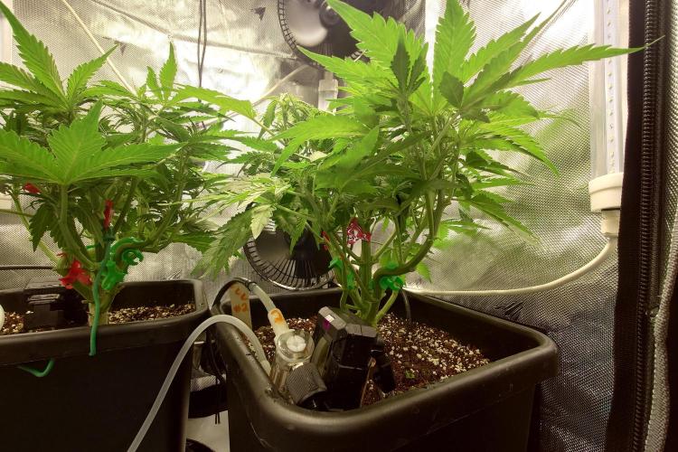 Grown in NarNia 2. Week 4