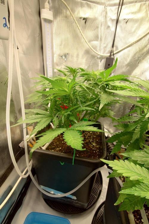 Grown in NarNia 2. Week 4