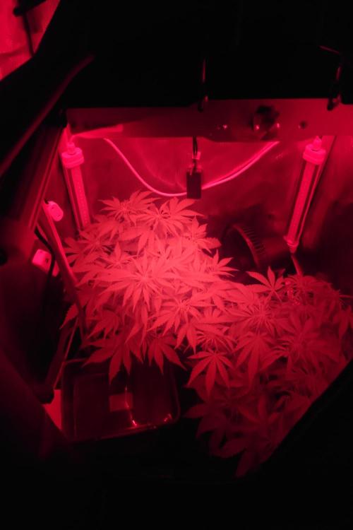 Grown in NarNia 2. Week 5 - Day 38 - installed IR and UV suplimentary lights