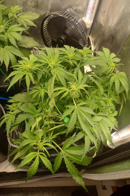 Grown in NarNia 2. Week 5 - #2 Day 39