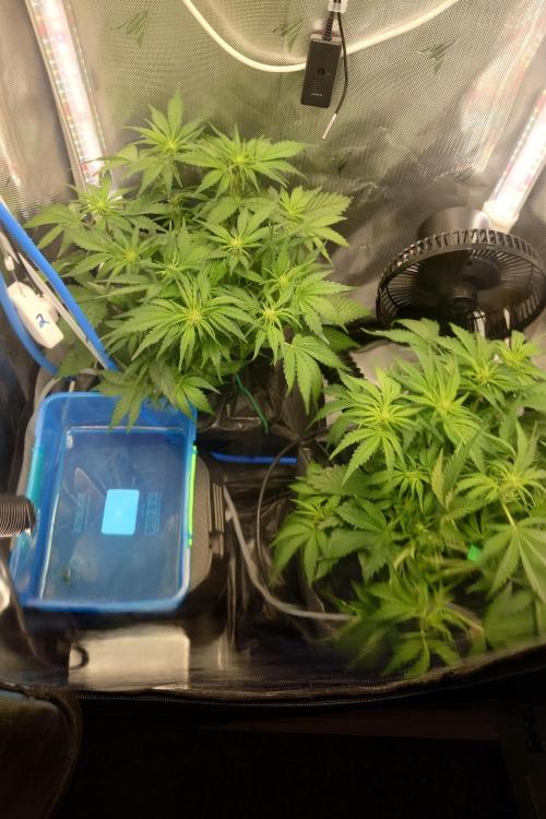 Grown in NarNia 2. Week 5 - Day 39