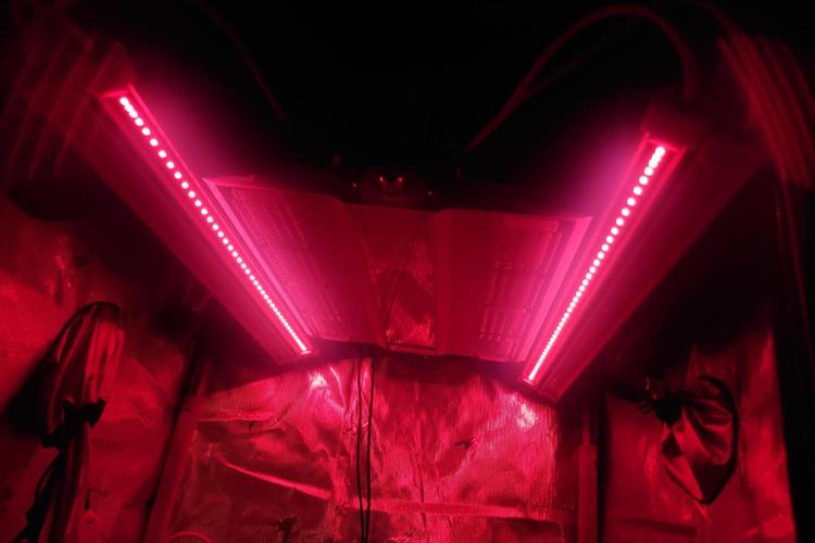 Grown in NarNia 2. Week 5