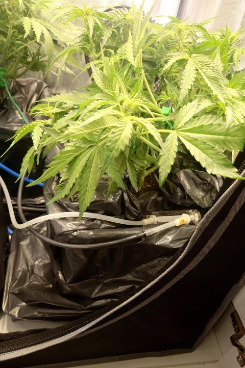 Grown in NarNia 2. Week 5