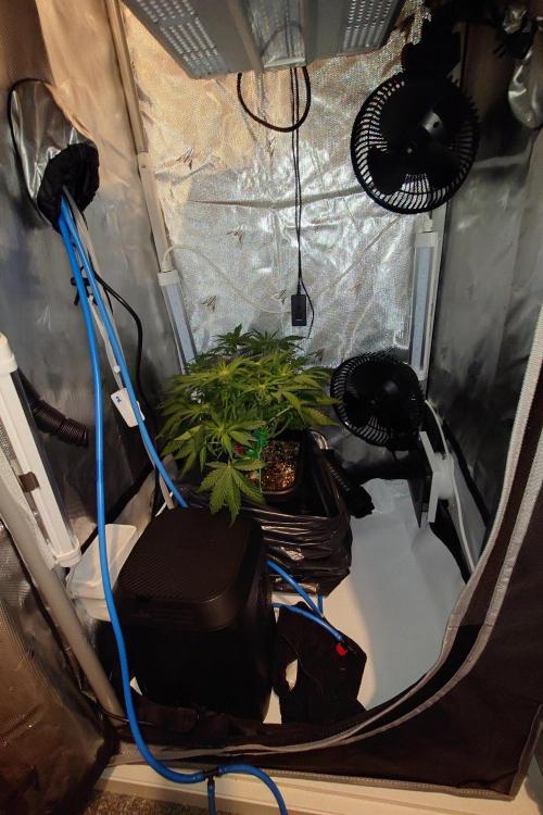 Grown in NarNia 2. Week 5