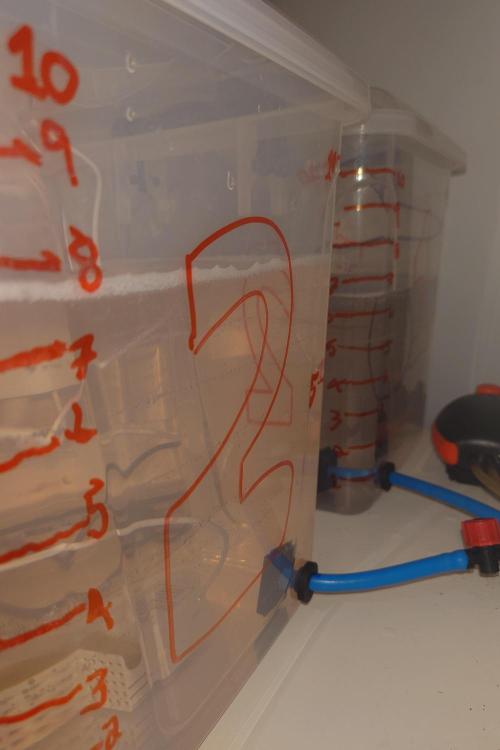 Grown in NarNia 2. Week 5