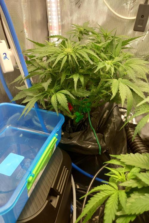 Grown in NarNia 2. Week 5