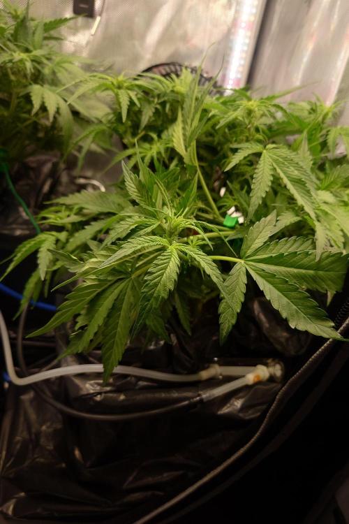 Grown in NarNia 2. Week 5