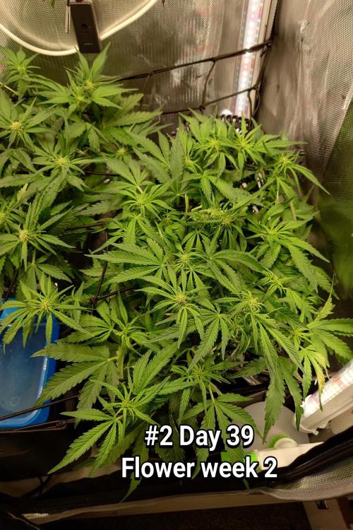 Grown in NarNia 2. Week 5