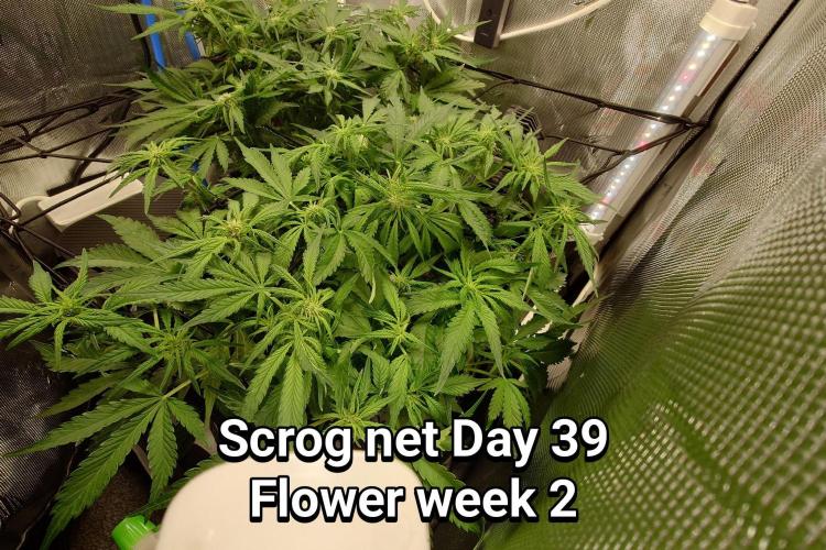 Grown in NarNia 2. Week 5