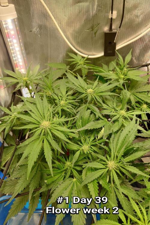 Grown in NarNia 2. Week 5