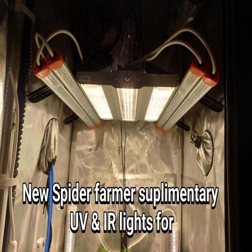 Grown in NarNia 2. Week 5