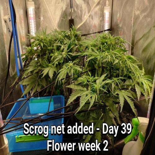 Grown in NarNia 2. Week 5