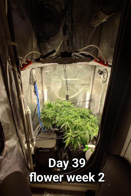 Grown in NarNia 2. Week 5