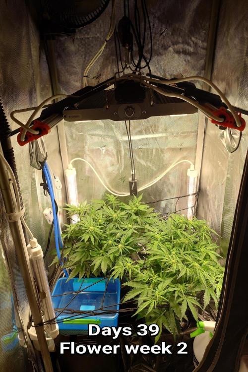 Grown in NarNia 2. Week 5