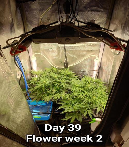 Grown in NarNia 2. Week 5