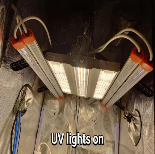 Grown in NarNia 2. Week 5