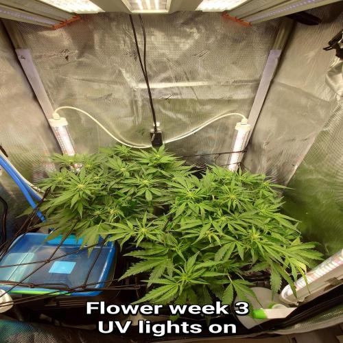 Grown in NarNia 2. Week 5