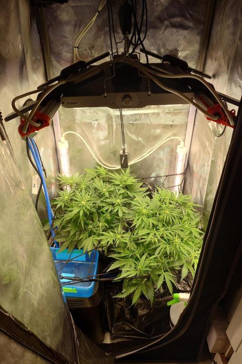 Grown in NarNia 2. Week 5
