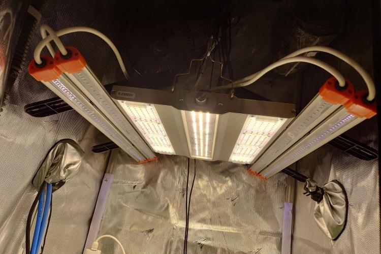 Grown in NarNia 2. Week 5